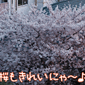 100410-【猫アニメ】まだまだ桜がきれいにゃ！