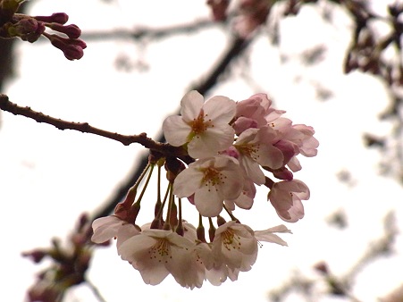桜は三分か。