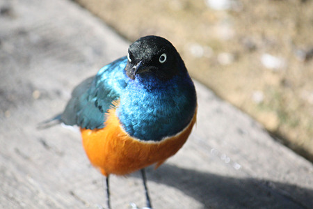 掛川花鳥園 H22.11.16 2