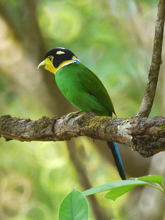 オナガヒロハシ(Long-tailed Broadbill) P1070587_R