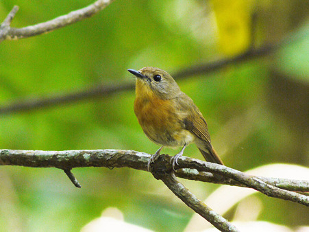 ミヤマヒメアオヒタキ♀(Hill Blue Flycatcher) P1090613_R2