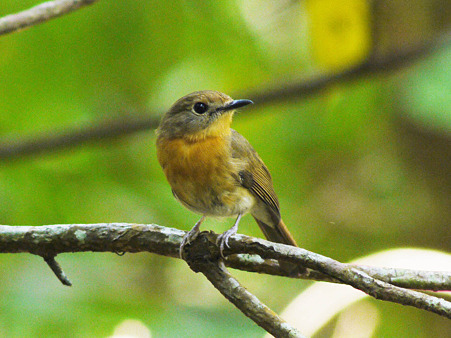 ミヤマヒメアオヒタキ♀(Hill Blue Flycatcher) P1090625_R2