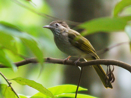 ミヤマヒヨドリ(Mountain Bulbul) P1110144_R