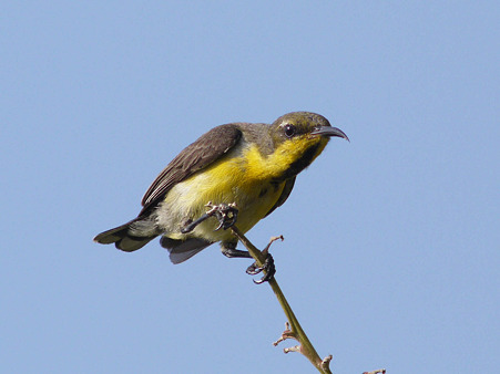 キバラタイヨウチョウ(Olive-backed Sunbird) P1120908_R