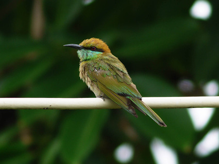 ミドリハチクイ(Green Bee-Eater) P1140239_R