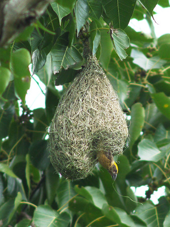 キムネコウヨウジャク(Baya Weaver) P1190927_R