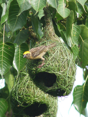 キムネコウヨウジャク(Baya Weaver) P1200099_R