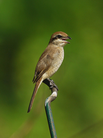 アカモズ(Brown Shrike) P1240148_R