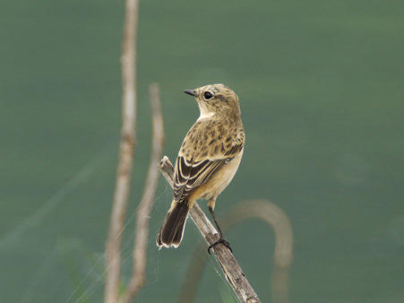 ノビタキ(Common Stonechat) P1240663_R