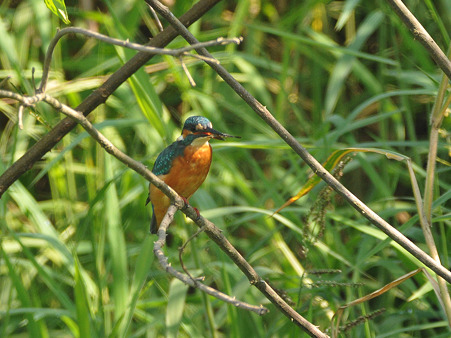 カワセミ(Common Kingfisher) DSC_4503_R