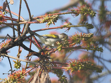 キバネヒヨドリ(Ashy Bulbul) P1230615_R