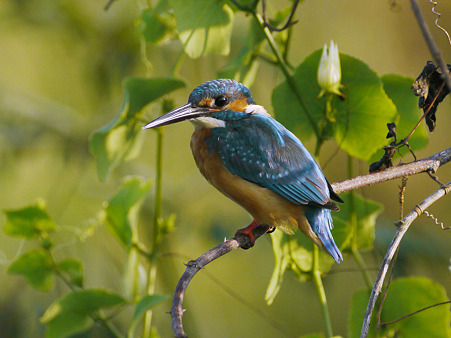 カワセミ(Common Kingfisher) P1020657_R