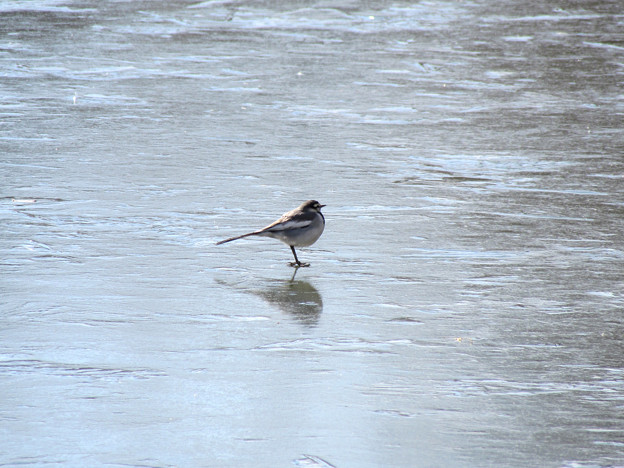 ハクセキレイ 池の上を歩く鳥 写真共有サイト フォト蔵