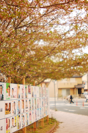 Scattered sakura and campaign posters.