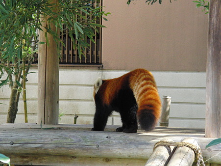 <b>福岡市動物園</b>のレッサーパンダ - て～げ～、て～げ～ なんくるなるさ <b>...</b>