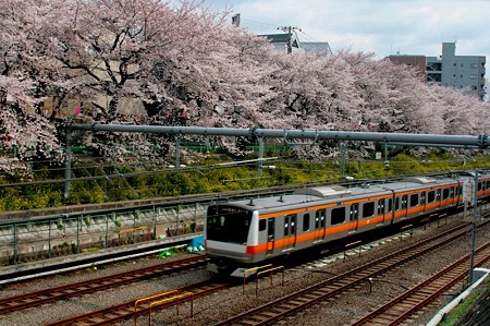 東中野の桜