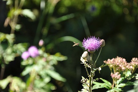 DSC_5093d9L