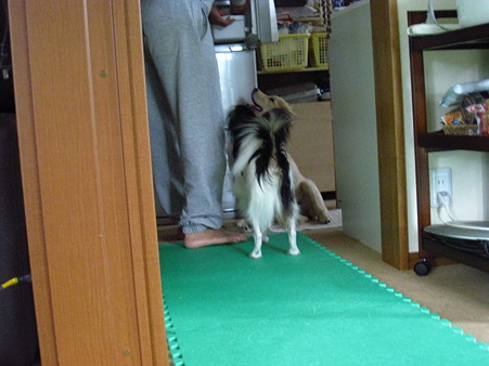 パピヨン
