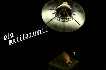 pig mutilation (3)