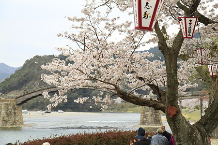 錦帯橋の桜