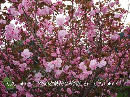 DSCF9051_pa