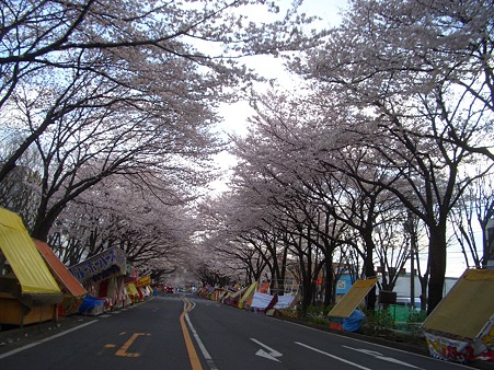 相模原市役所前通り