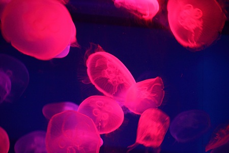 クラゲの世界　　能登島水族館