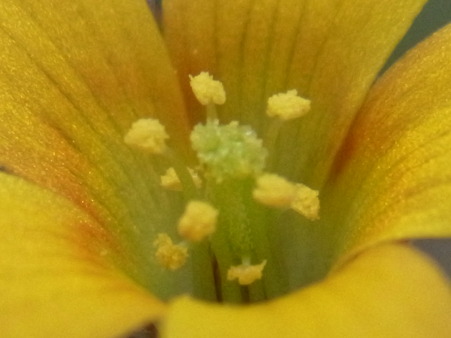 カタバミの花