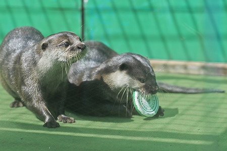 tokyowildlife110924108