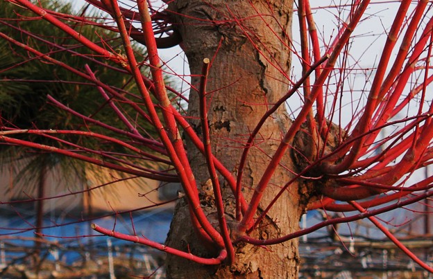 赤い枝は 珊瑚閣紅葉 写真共有サイト フォト蔵