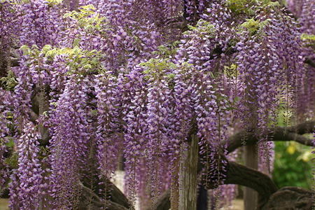 フジー紫