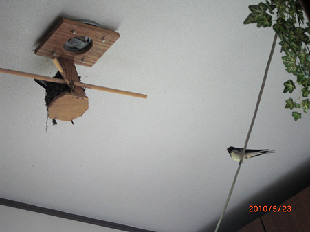 電線にとまって見守るオス