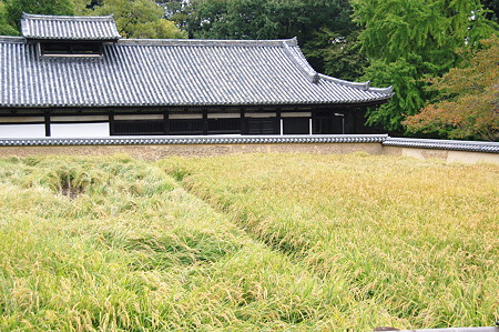2010年10月31日_DSC_0087二月堂供田