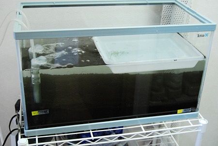 ソイルを入れて水を入れた状態です。