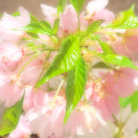 桜の若葉