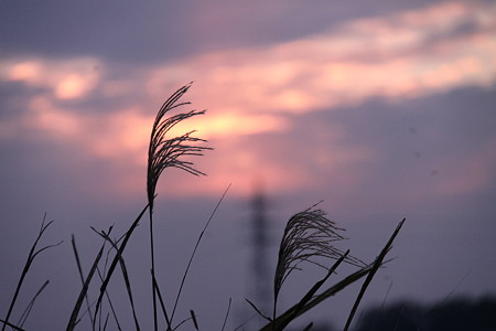 ススキと夕焼け