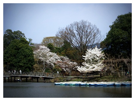 奈良公園の桜2007