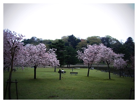 二人の幸せを見つめる桜