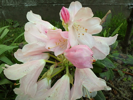 Rhododendron