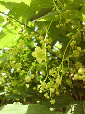 吊花