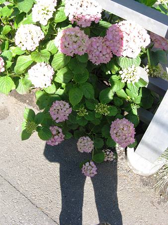 影に紫陽花の花が咲く」
