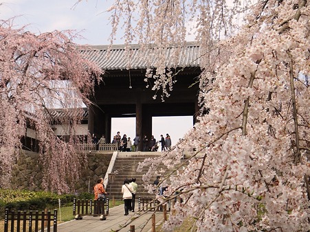 東郷寺の桜（その4）