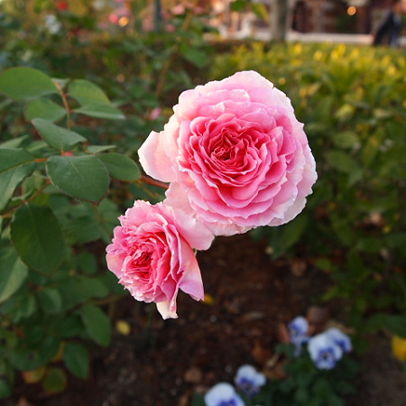 PC053699