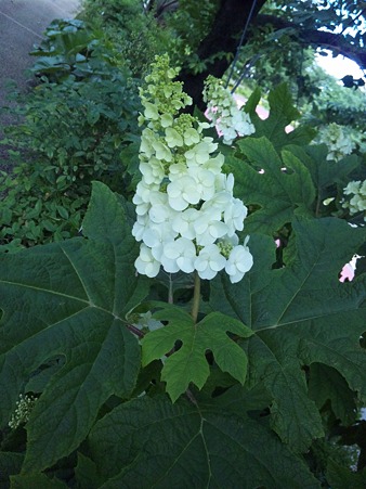 ミッドタウンの柏葉紫陽花110530