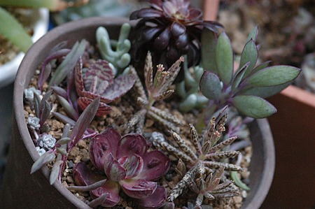 ダーク色の寄せ植え