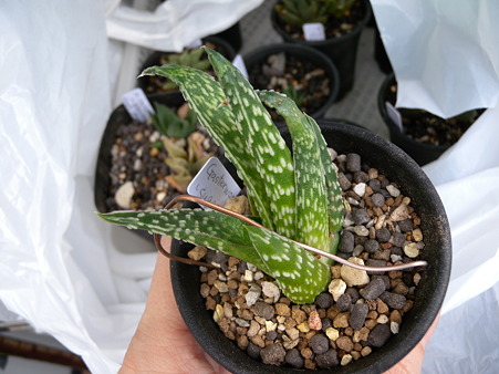 Gasterworthia