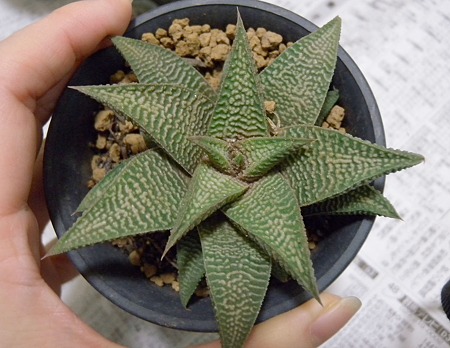 Haworthia limiforia