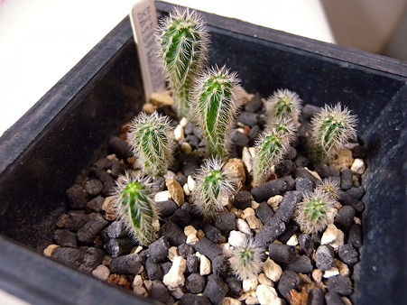 E.viridiflorus seedling
