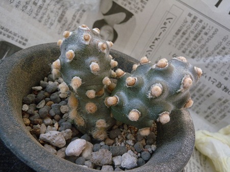 Tephrocactus molinensis