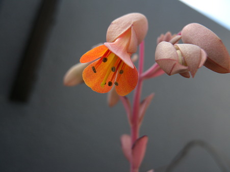 Kalanchoe crenata